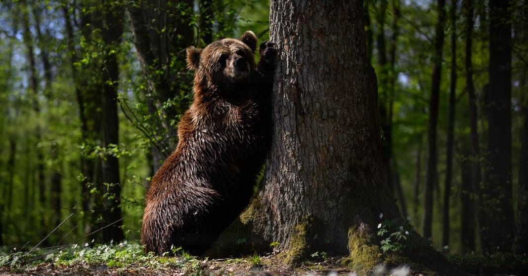 Bolluktan yok oluşa: WWF'e göre yaban hayatı popülasyonu yüzde 69 azaldı - Resim: 4